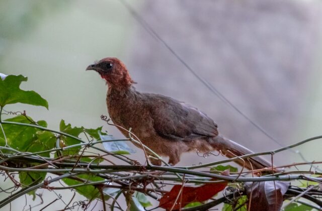 Chestnut-headed Chachalaca