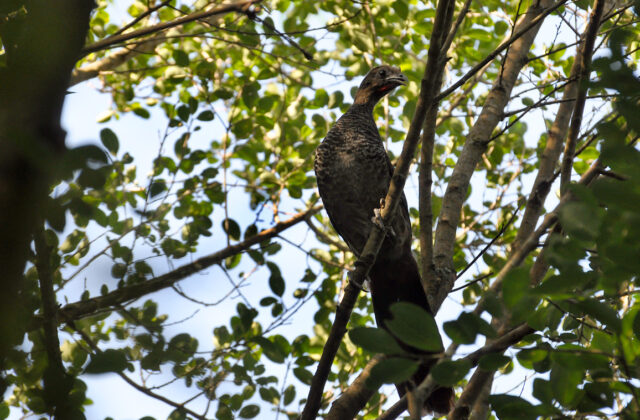 Scaled Chachalaca
