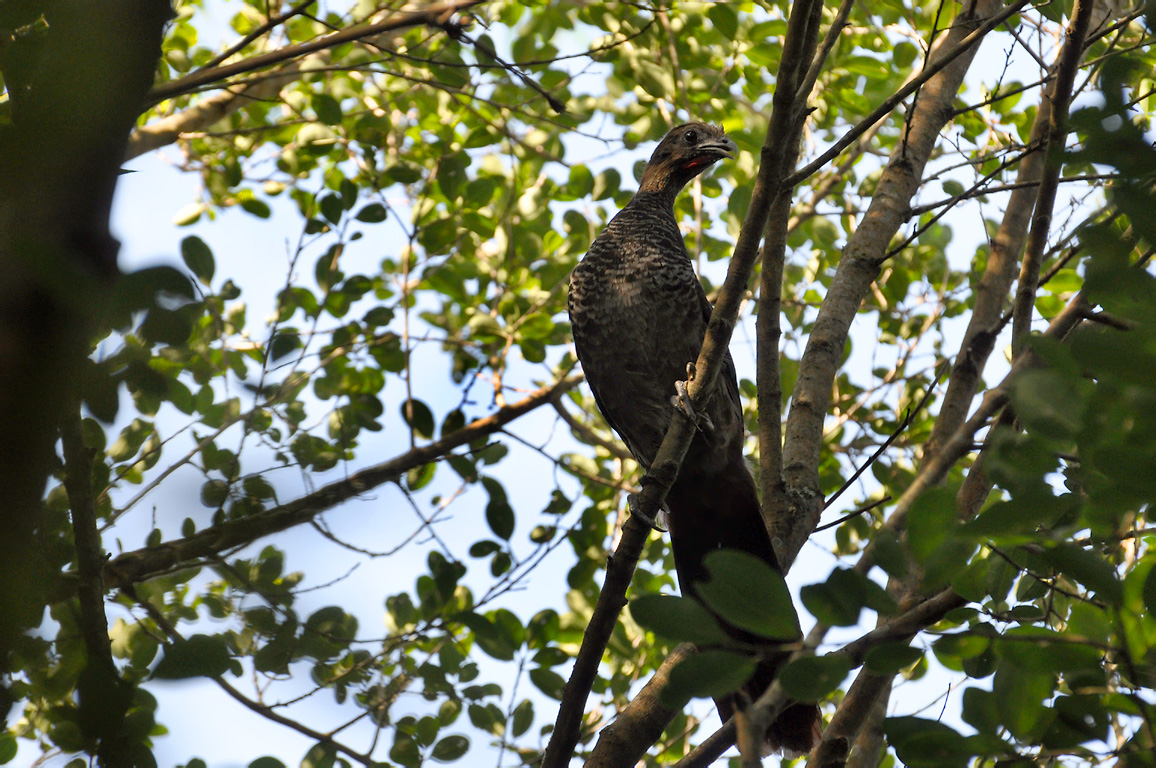 Scaled Chachalaca