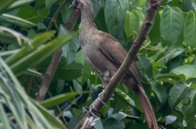 Buff-browed Chachalaca