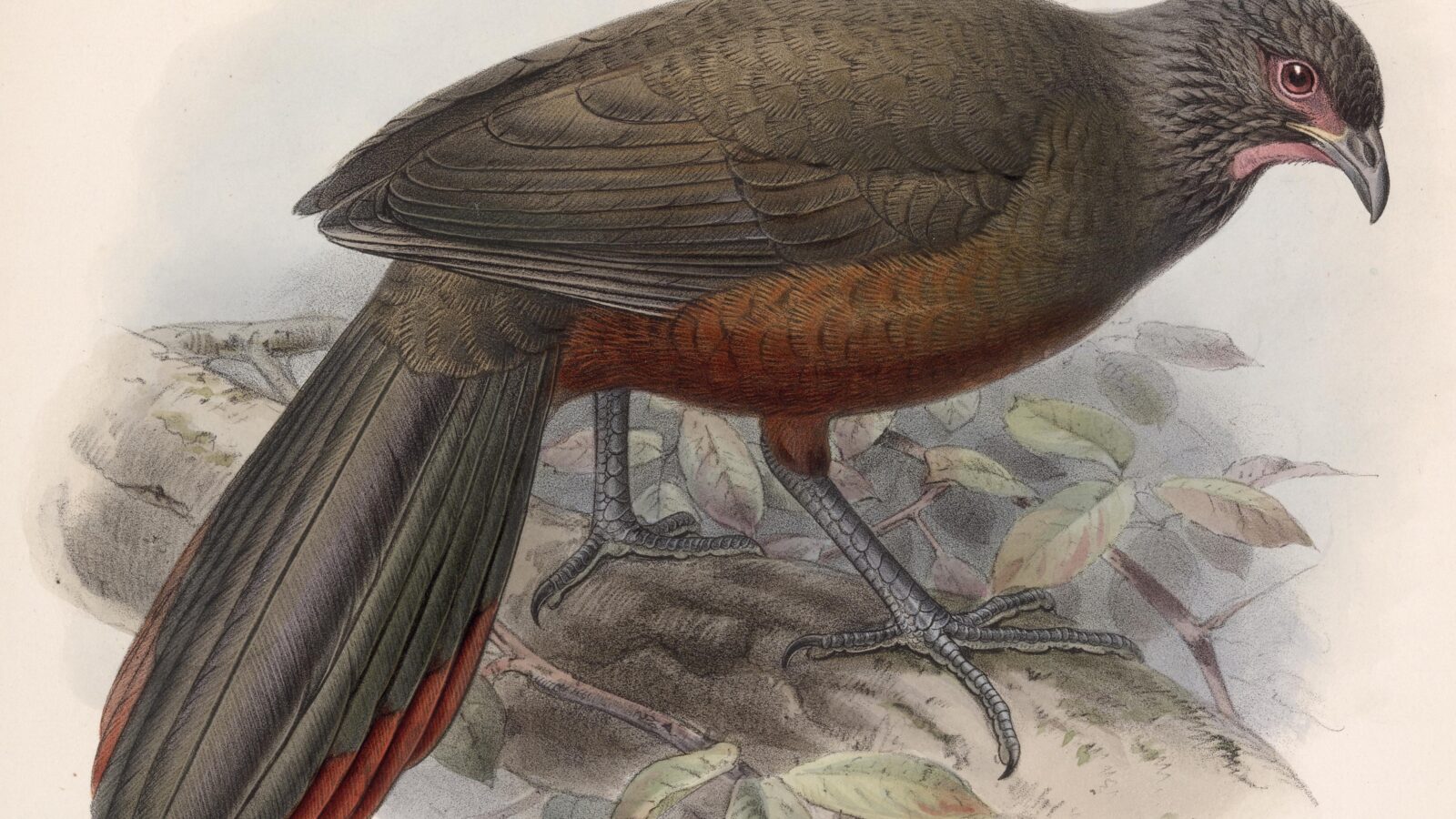 Rufous-bellied Chachalaca