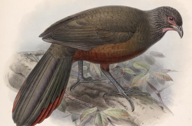 Rufous-bellied Chachalaca