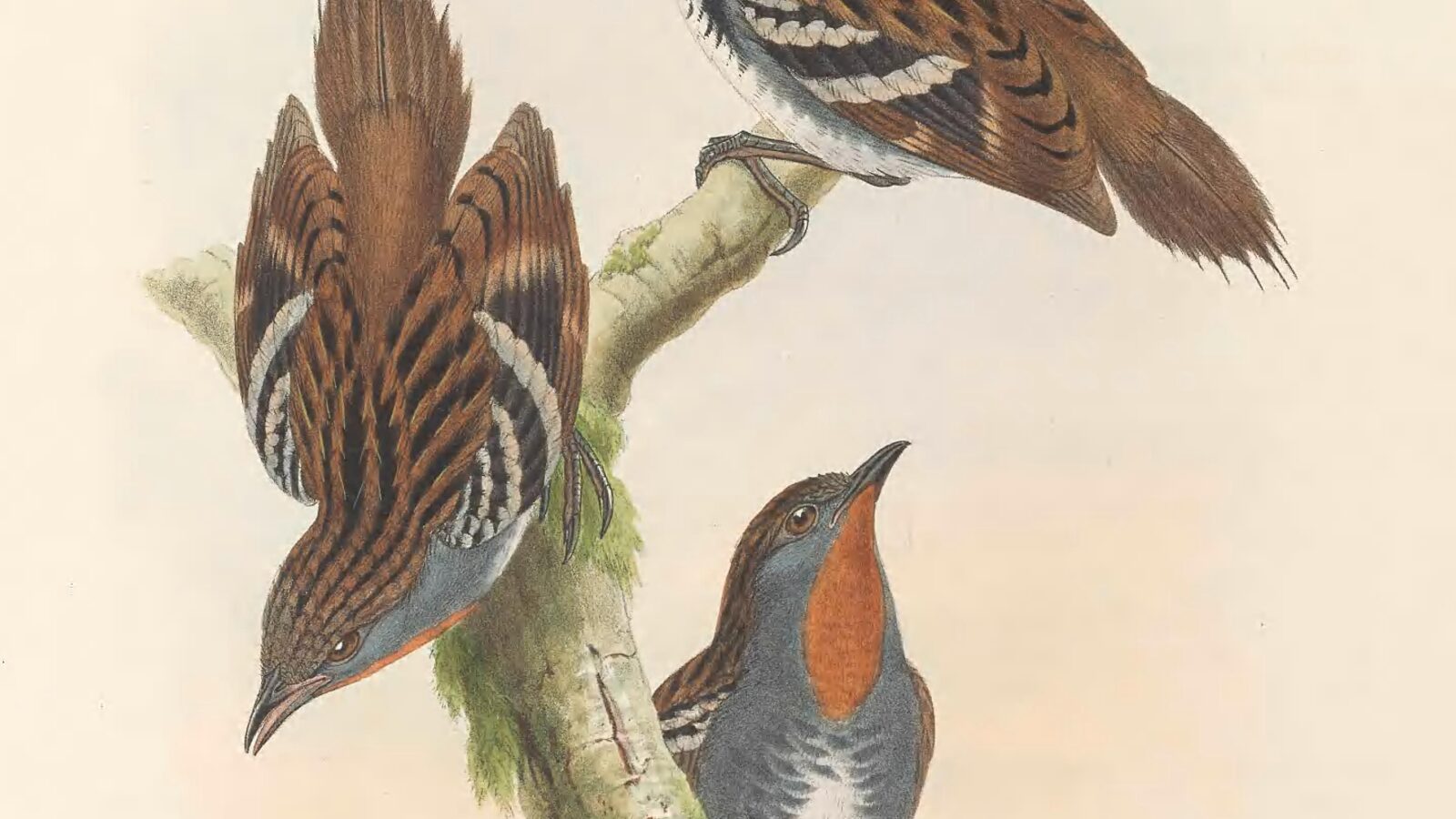 Papuan Logrunner