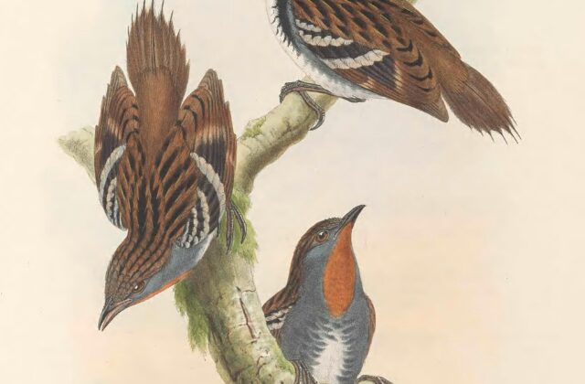 Papuan Logrunner
