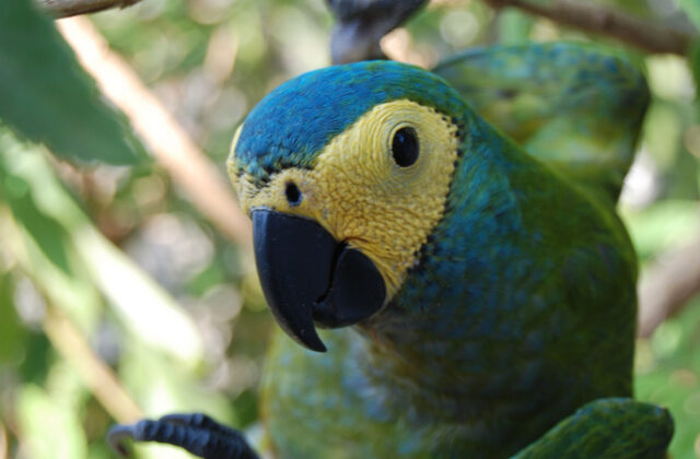 Red-bellied Macaw