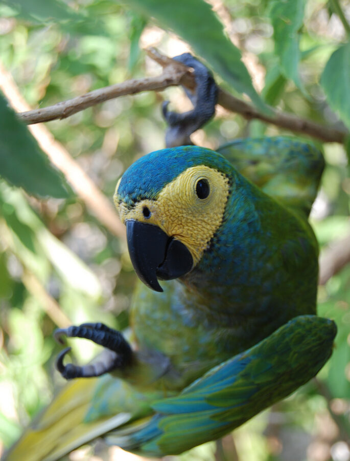 Red-bellied Macaw
