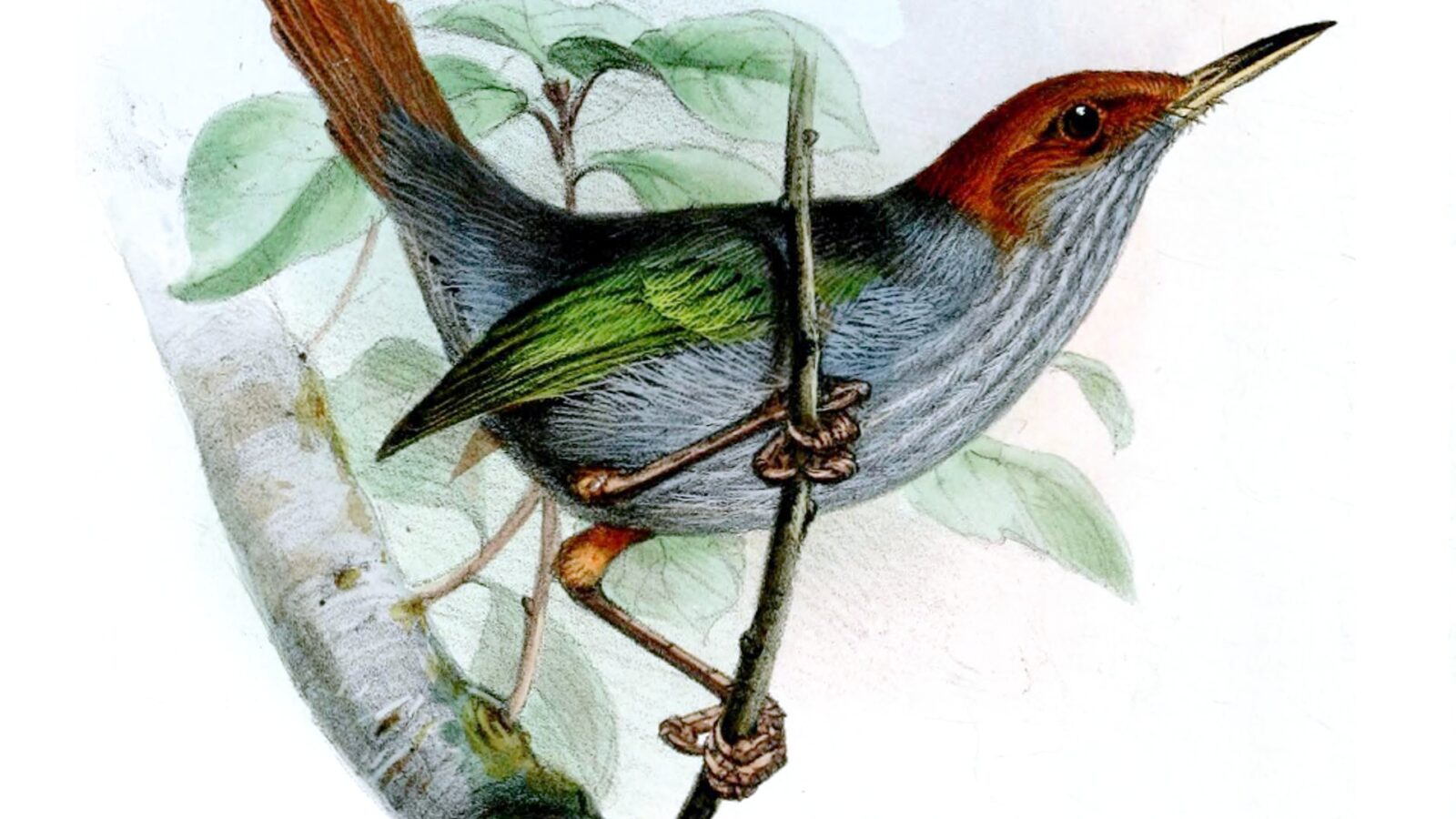 Grey-backed Tailorbird