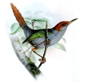 Grey-backed Tailorbird