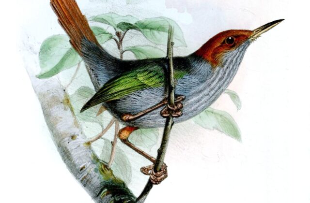 Grey-backed Tailorbird