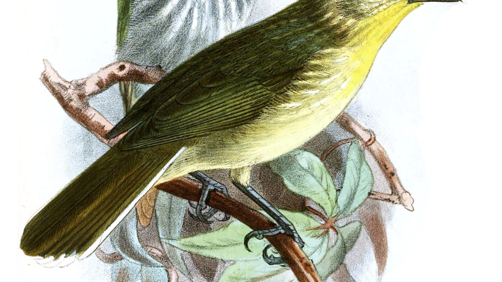 Green-backed Tailorbird