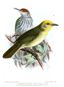 Green-backed Tailorbird