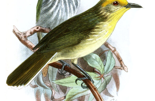 Green-backed Tailorbird
