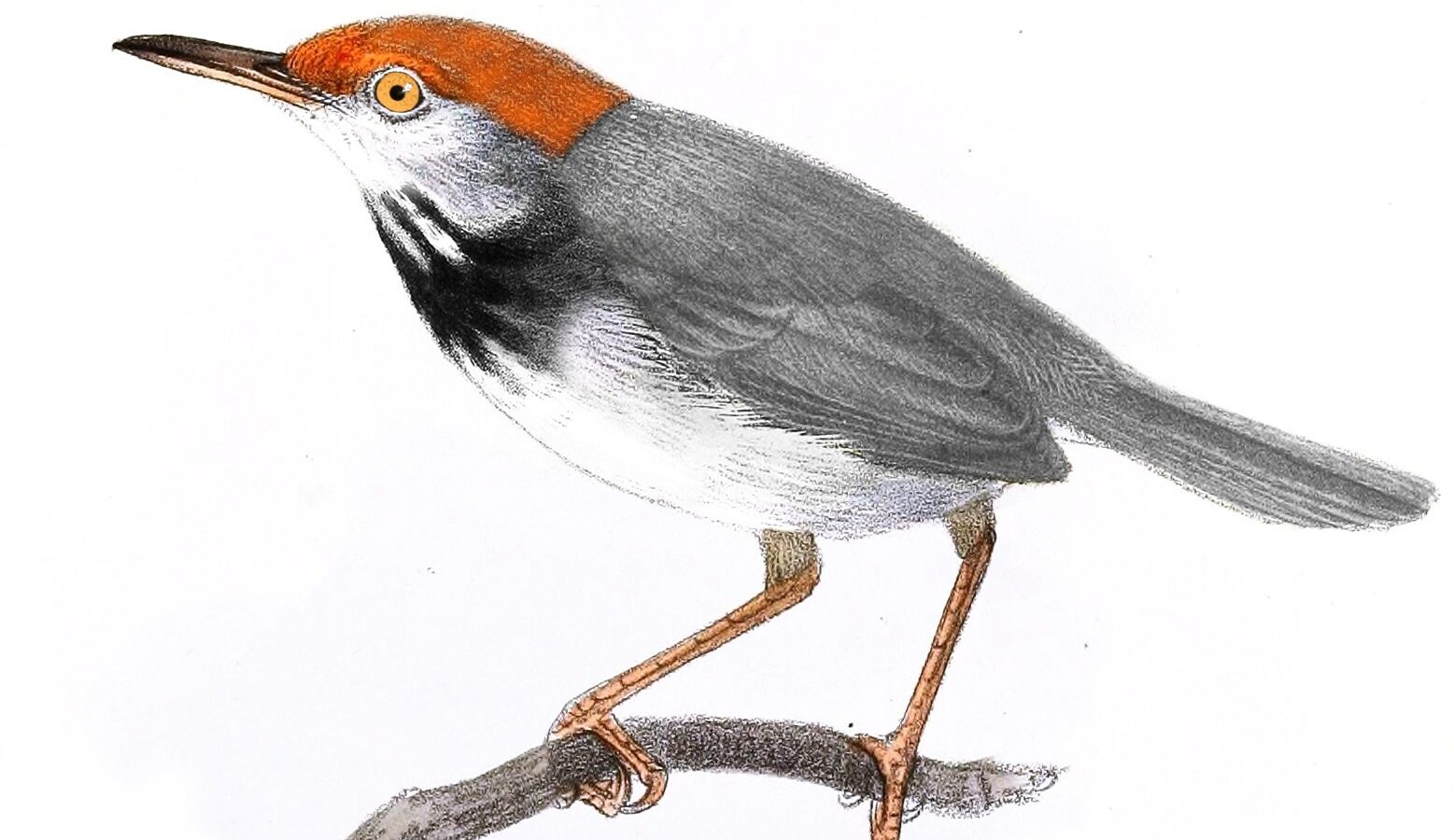Cambodian Tailorbird