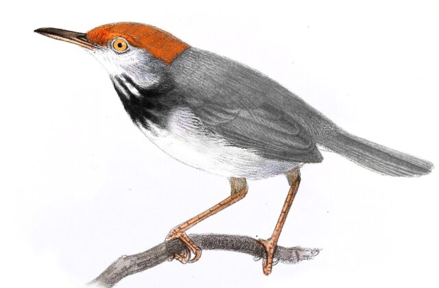 Cambodian Tailorbird