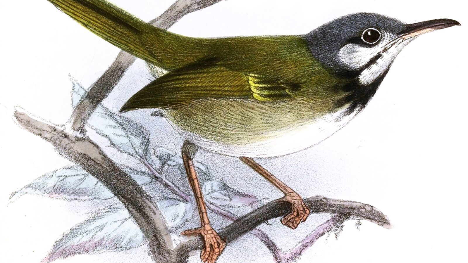 White-eared Tailorbird