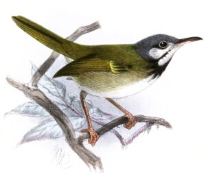 White-eared Tailorbird