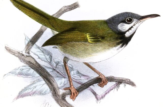 White-eared Tailorbird