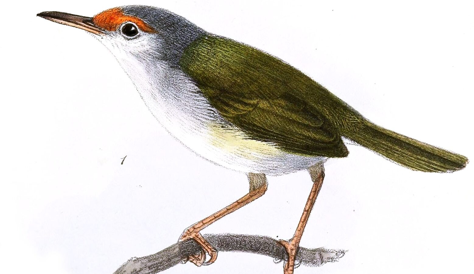 Rufous-fronted Tailorbird