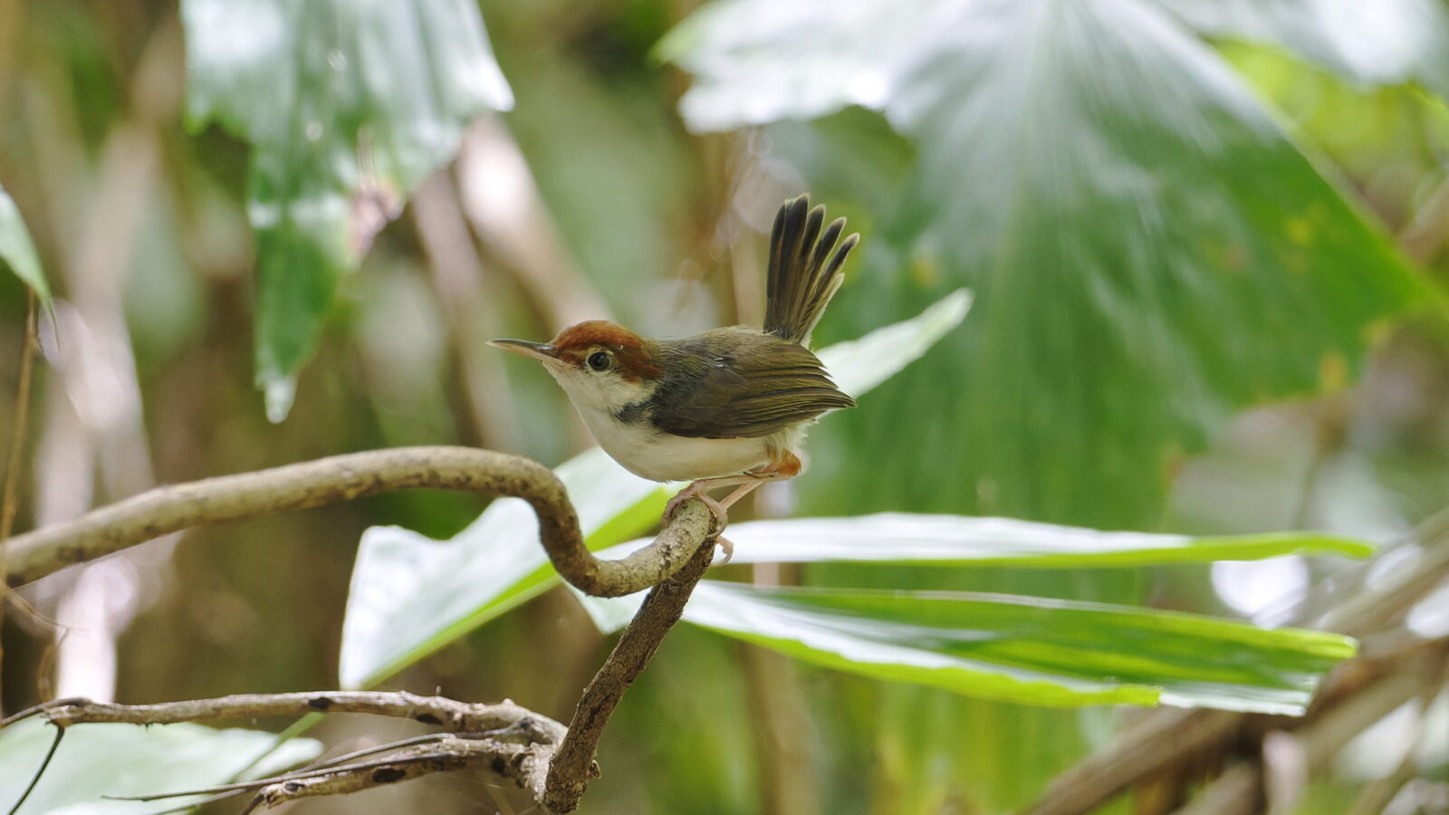 Rufous-tailed Tailorbird