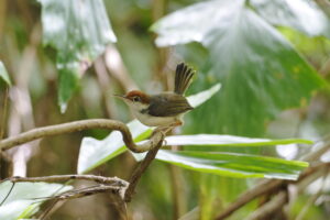 Rufous-tailed Tailorbird