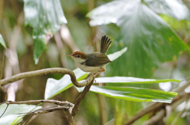 Rufous-tailed Tailorbird