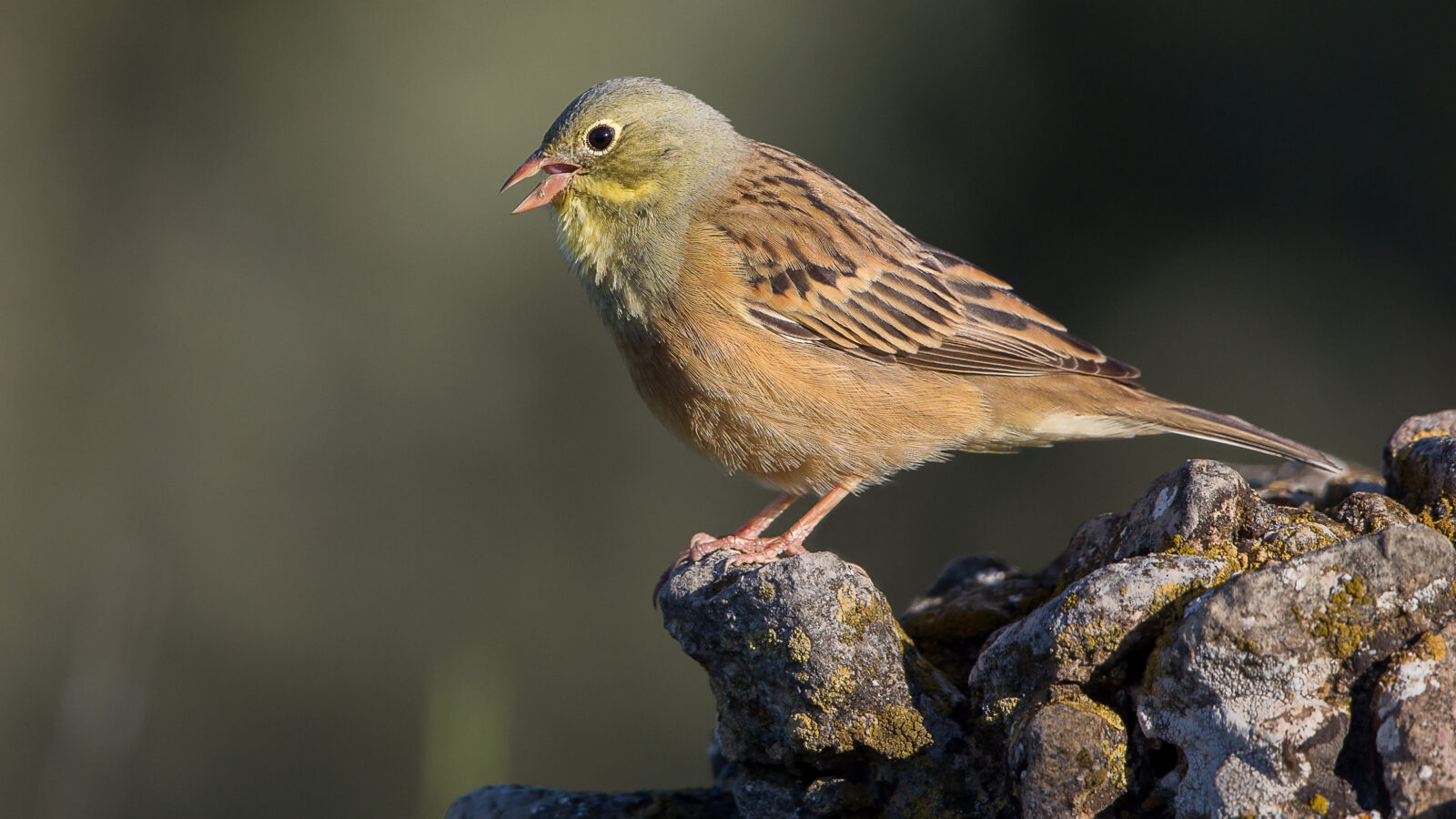 Ortolan Bunting