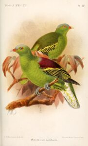 Philippine Green Pigeon