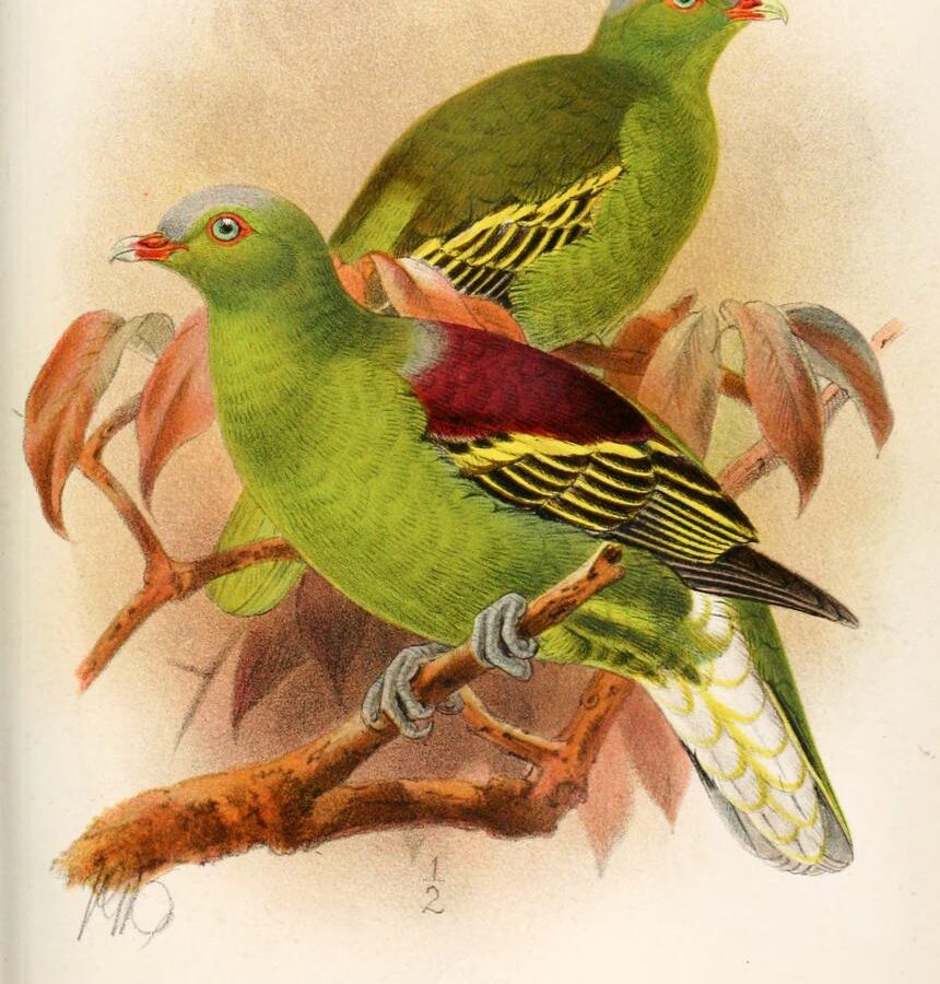 Philippine Green Pigeon