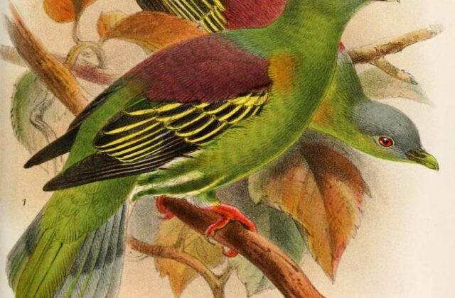 Grey-cheeked Green Pigeon