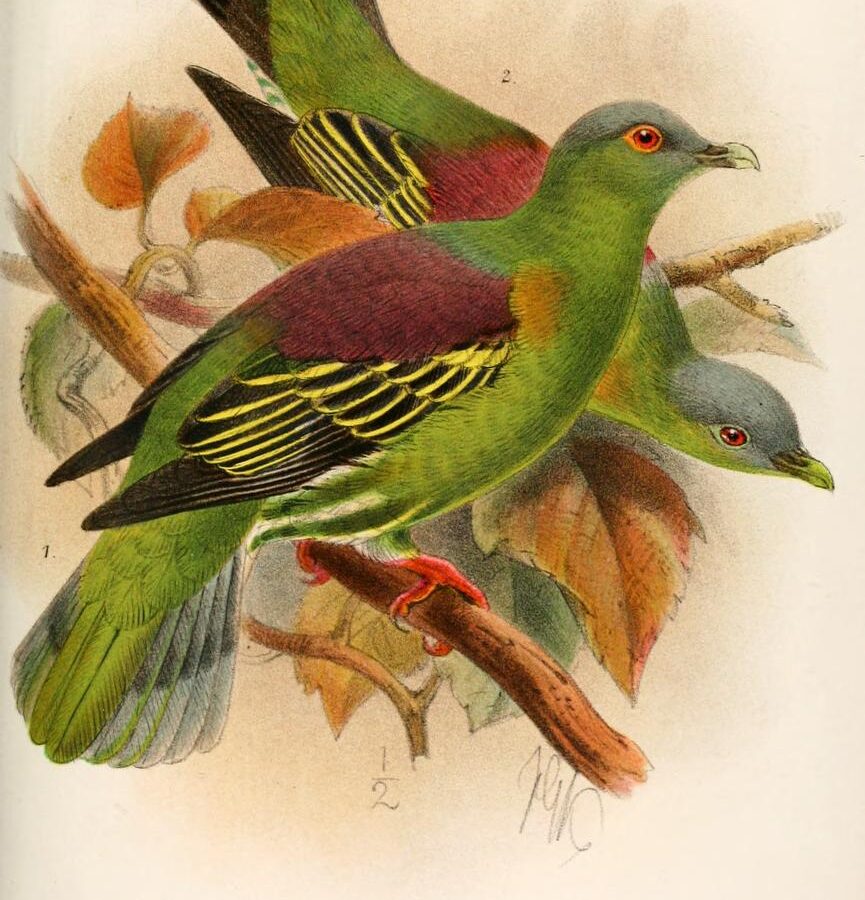 Grey-cheeked Green Pigeon