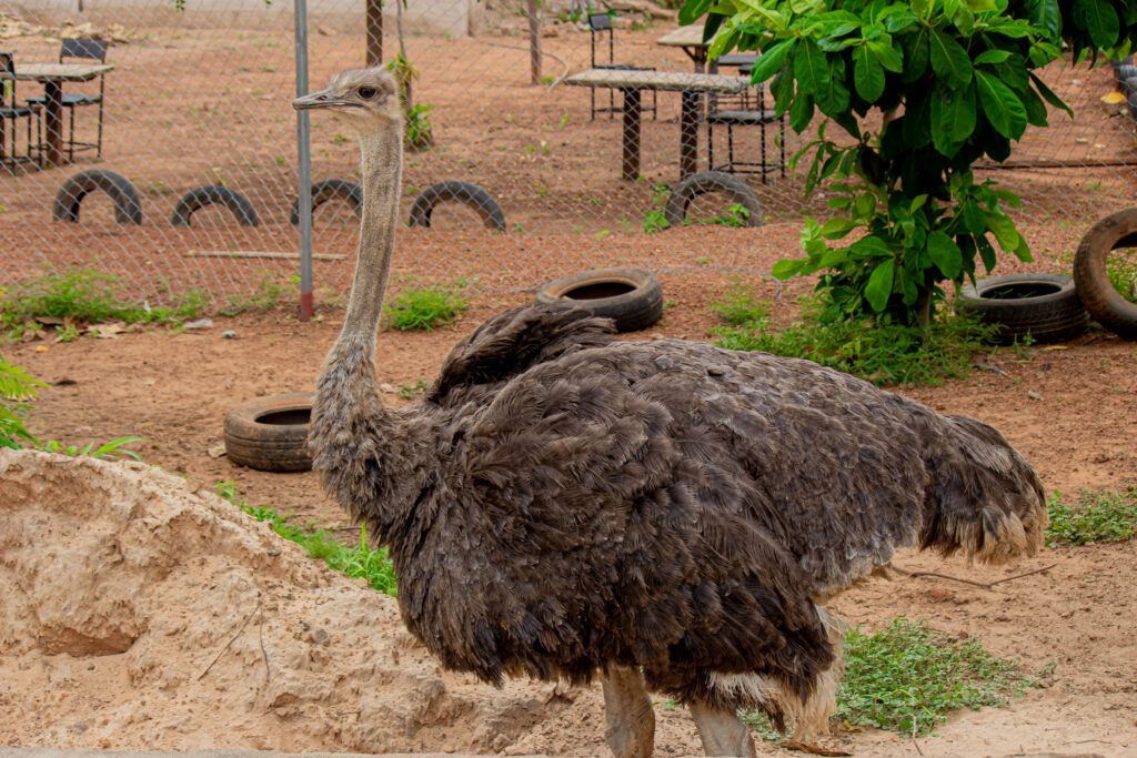 Common Ostrich
