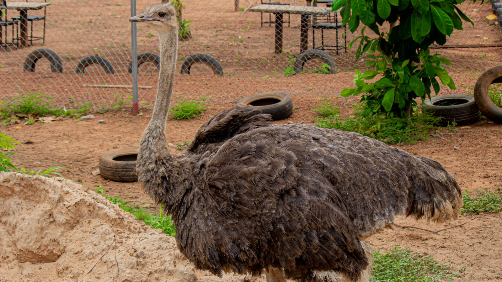 Common Ostrich