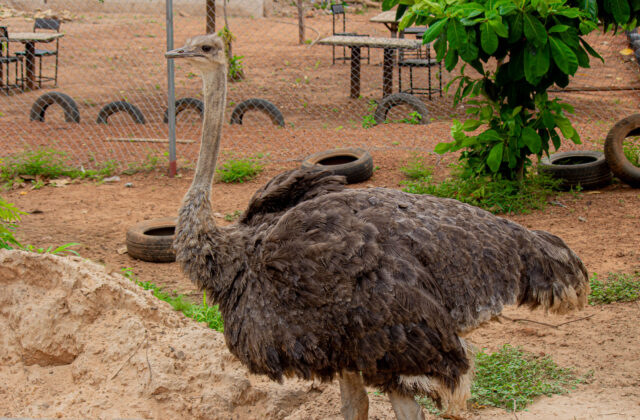 Common Ostrich