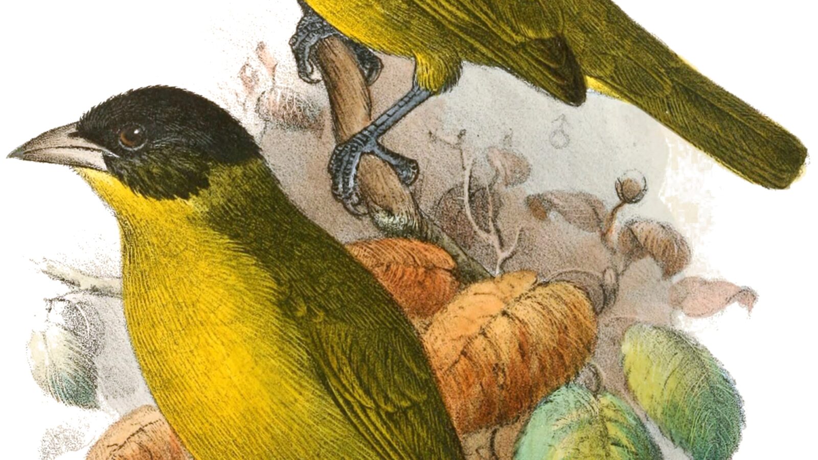 Bates’s Weaver