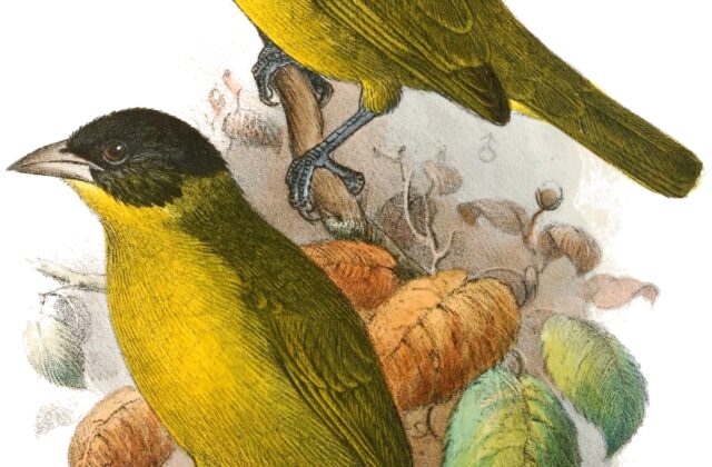 Bates’s Weaver