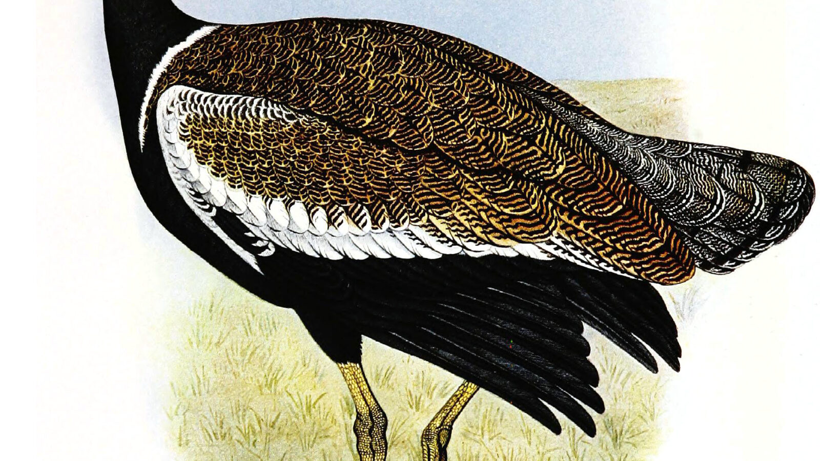 Southern Black Korhaan