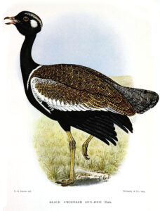 Southern Black Korhaan