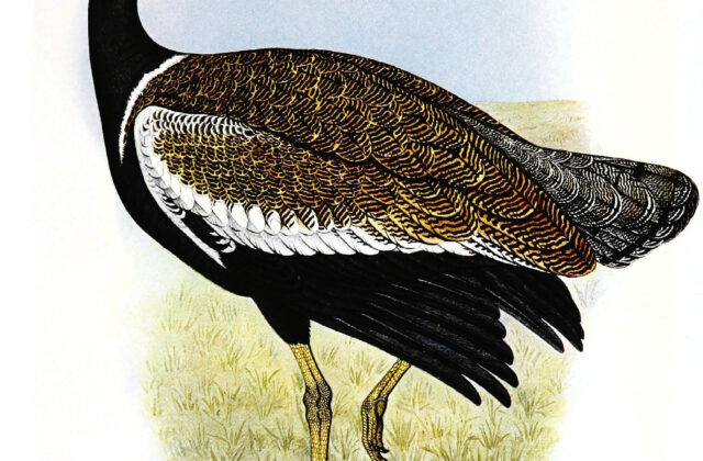 Southern Black Korhaan