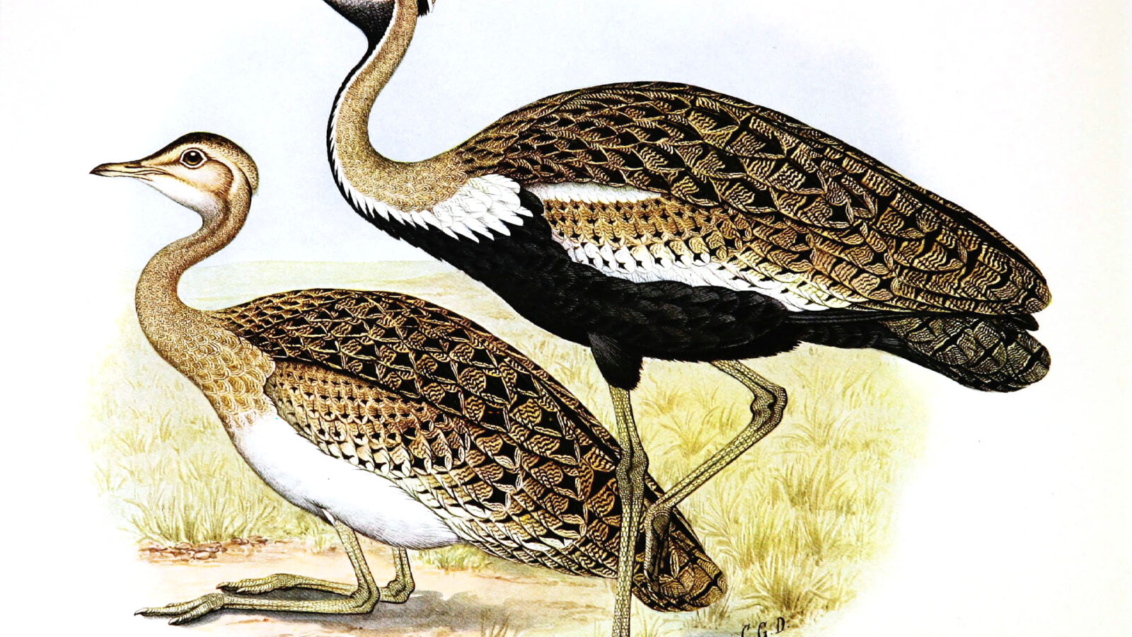 Black-bellied Bustard