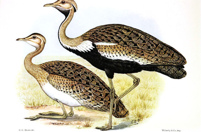 Black-bellied Bustard