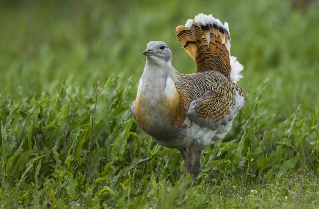 Great Bustard