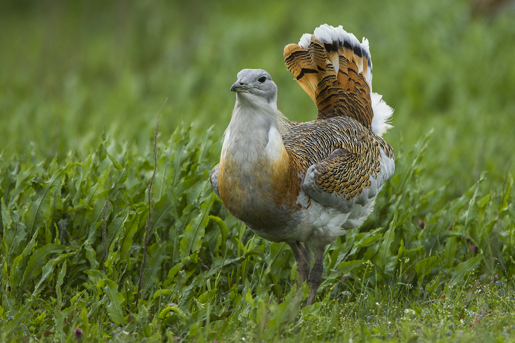 Great Bustard