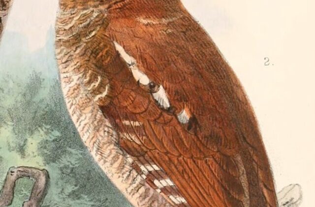 Flores Scops Owl