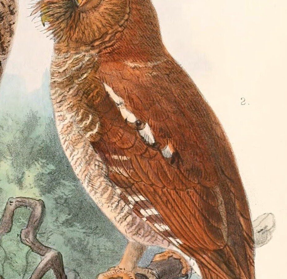 Flores Scops Owl