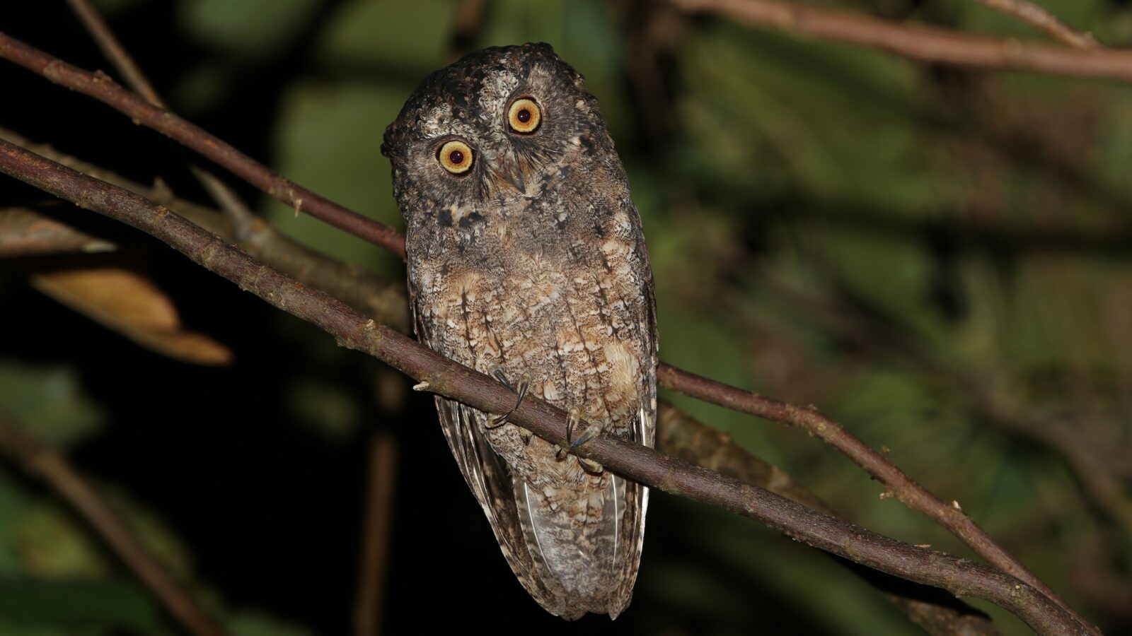 Sangihe Scops Owl