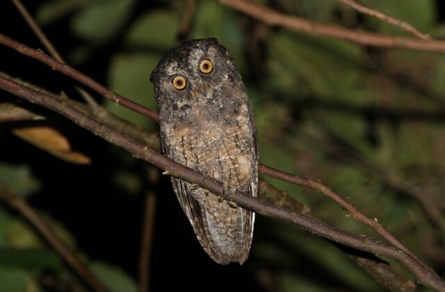 Sangihe Scops Owl
