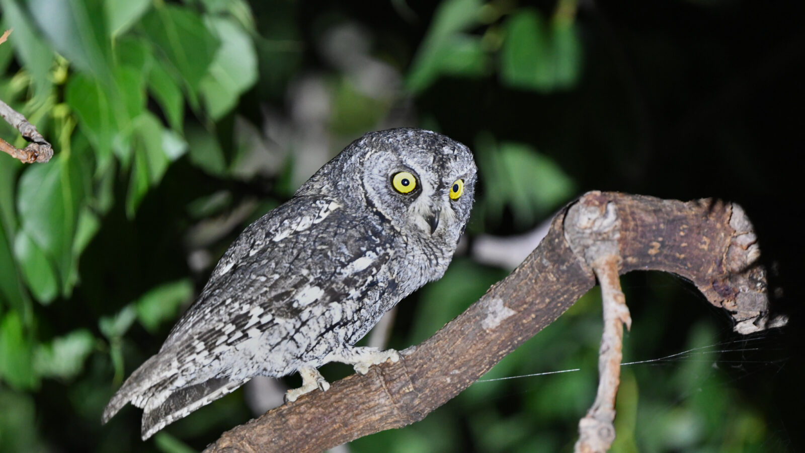 Cyprus Scops Owl