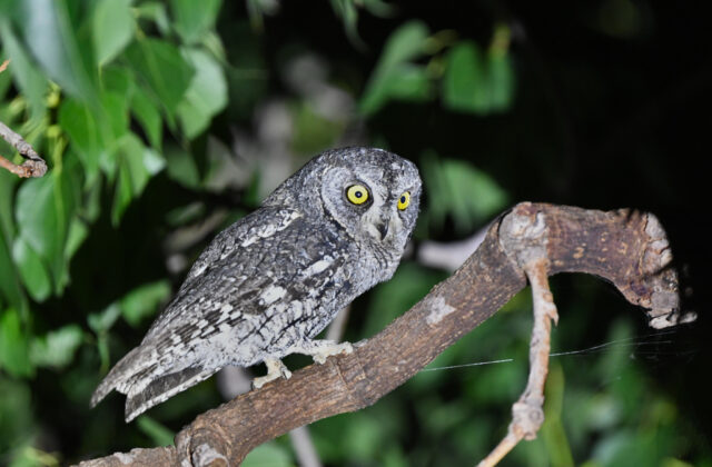 Cyprus Scops Owl