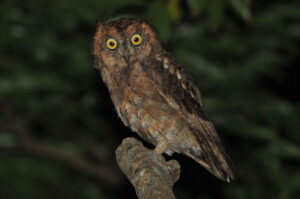 Ryukyu Scops Owl