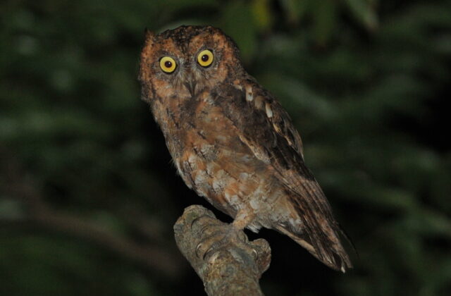 Ryukyu Scops Owl